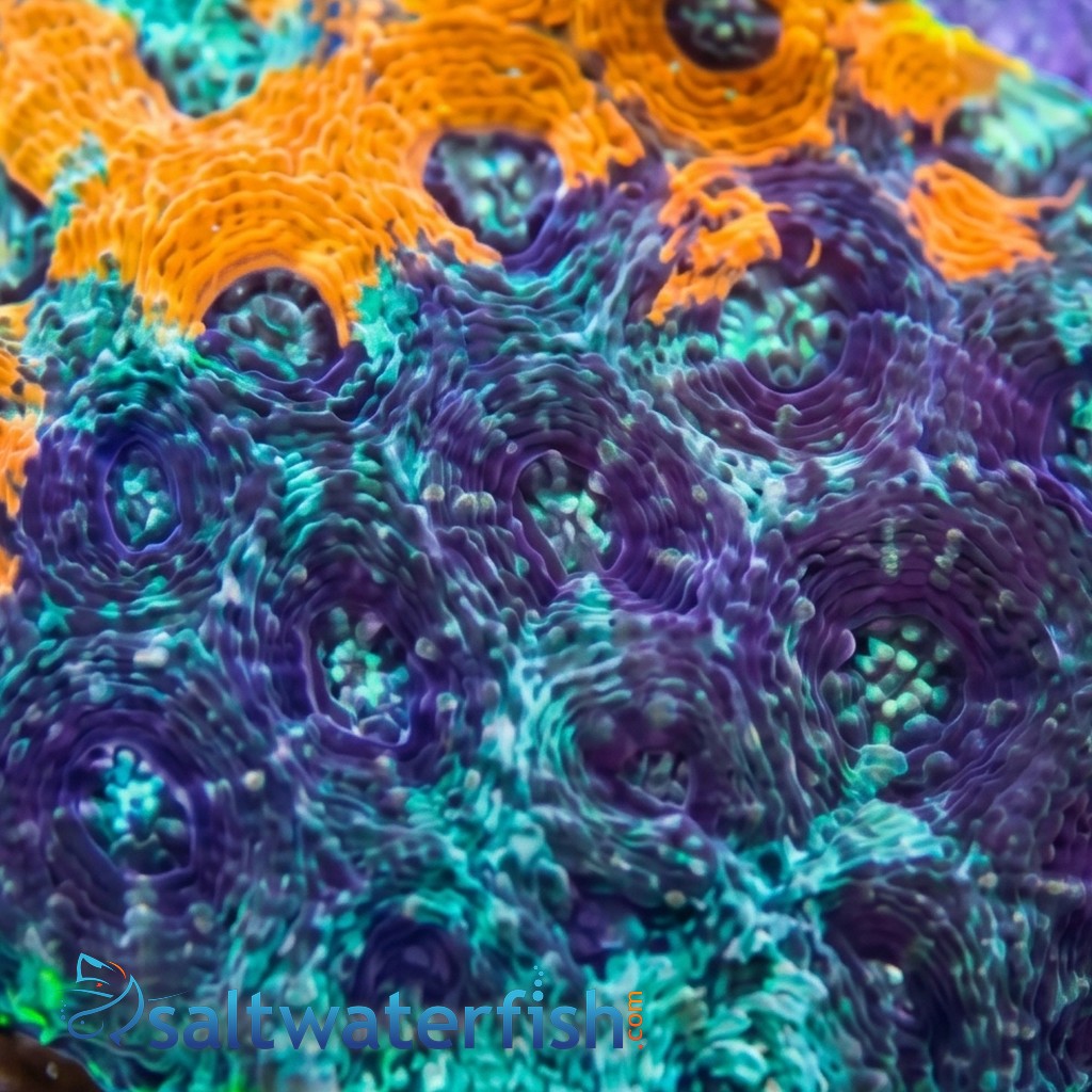 Acan Echinata: Orange/Green Splatter - Aquacultured
