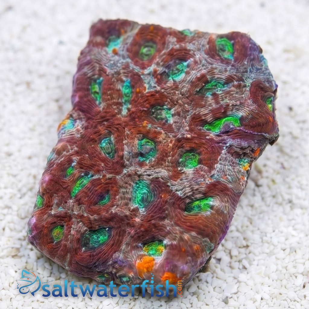 Acan Echinata: Orange/Green Splatter - Aquacultured