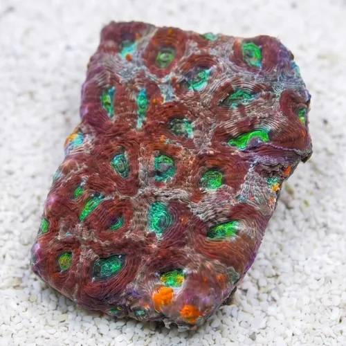 Acan Echinata: Orange/Green Splatter - Aquacultured
