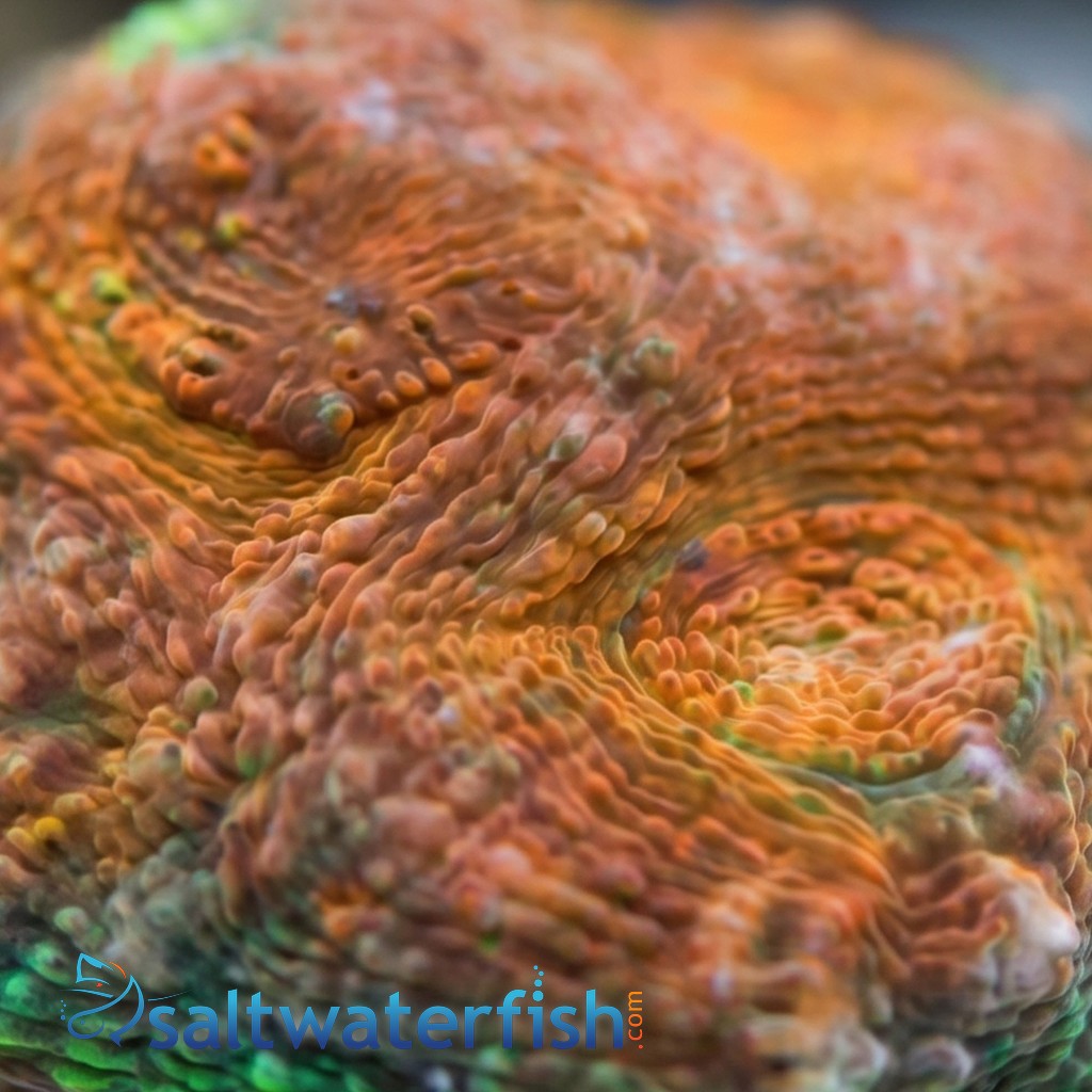 Acan Echinata: Orange/Green Splatter - Aquacultured