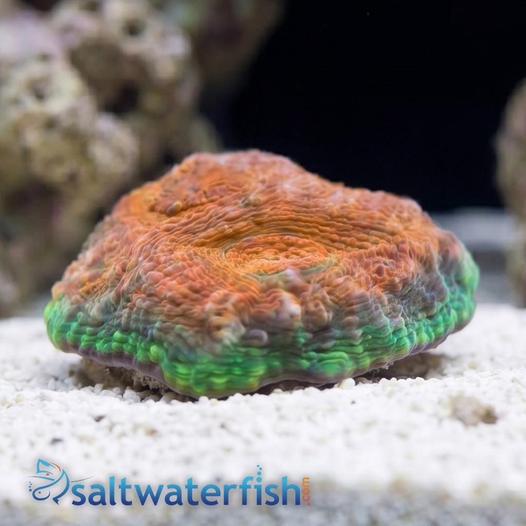 Acan Echinata: Orange/Green Splatter - Aquacultured
