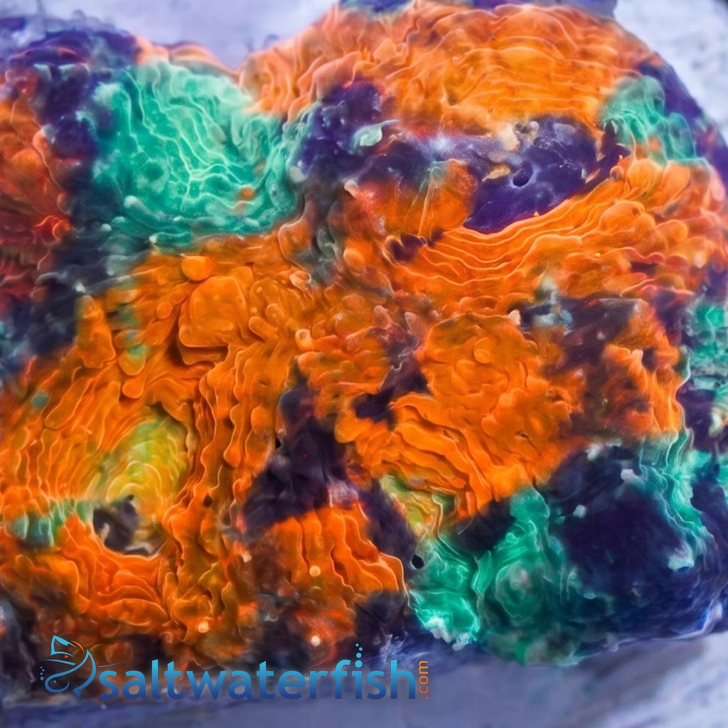 Acan Echinata: Orange/Green Splatter - Aquacultured