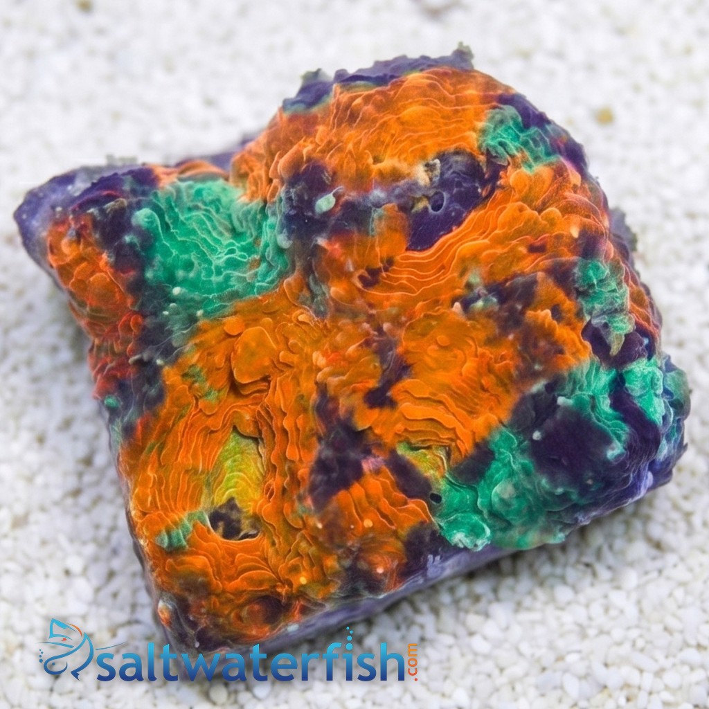 Acan Echinata: Orange/Green Splatter - Aquacultured