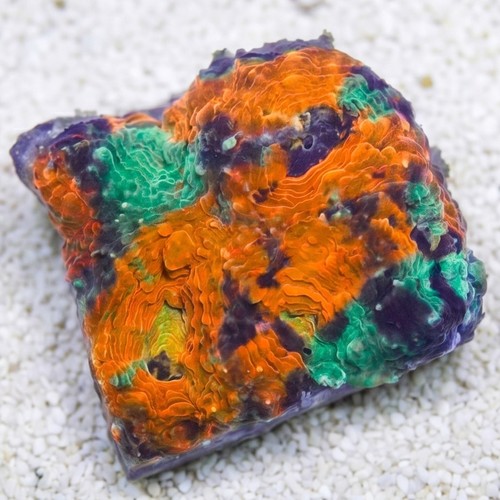 Acan Echinata: Orange/Green Splatter - Aquacultured