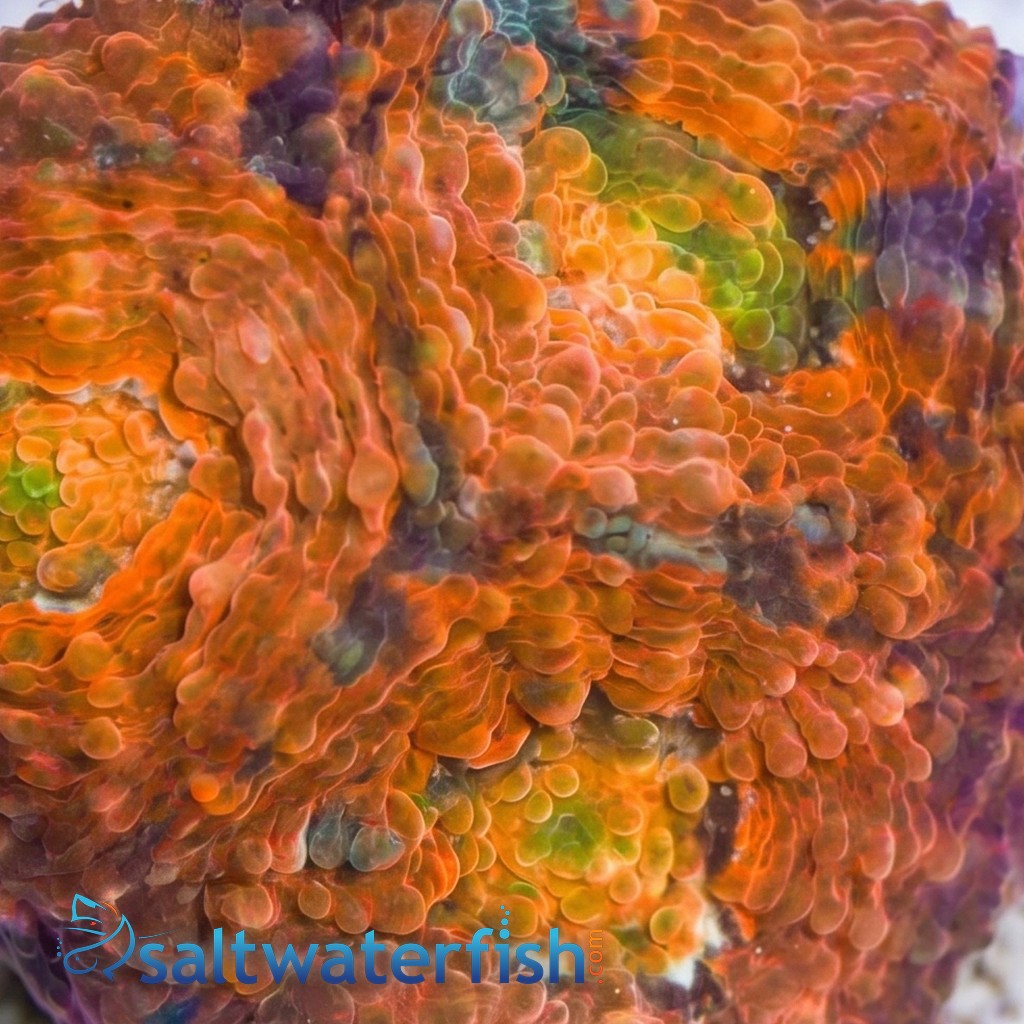 Acan Echinata: Orange - Aquacultured