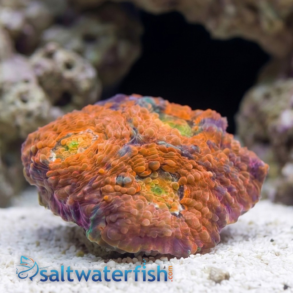 Acan Echinata: Orange - Aquacultured