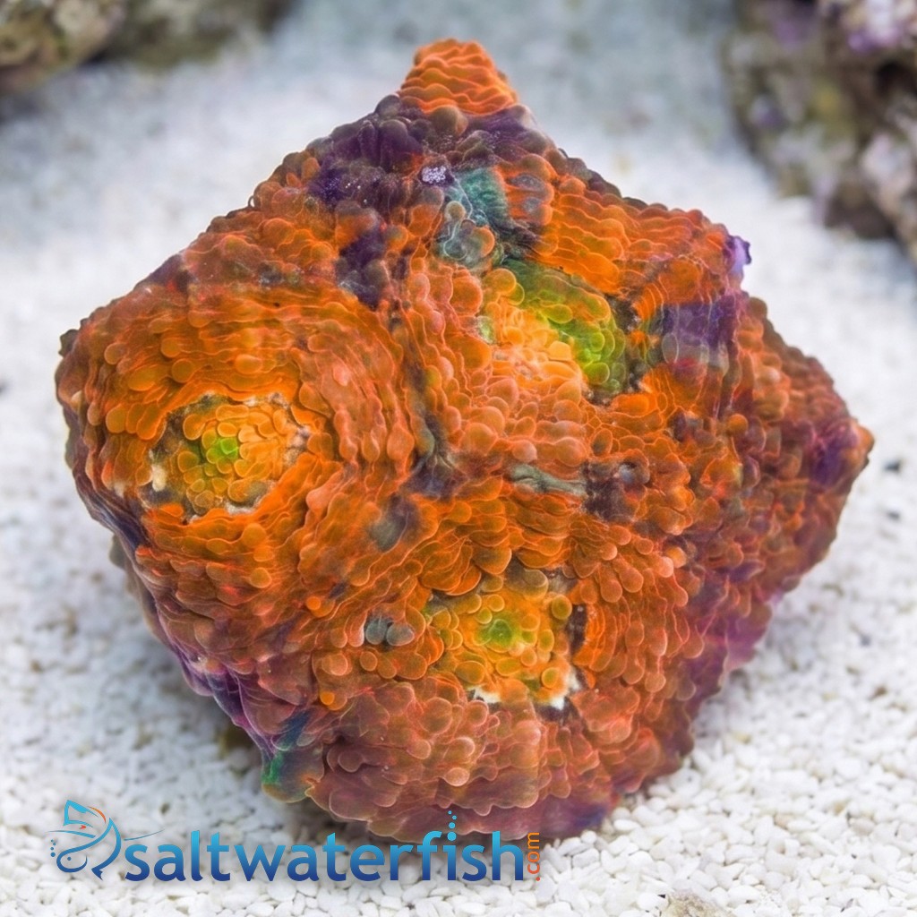 Acan Echinata: Orange - Aquacultured
