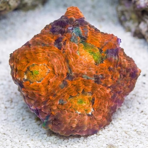 Acan Echinata: Orange - Aquacultured