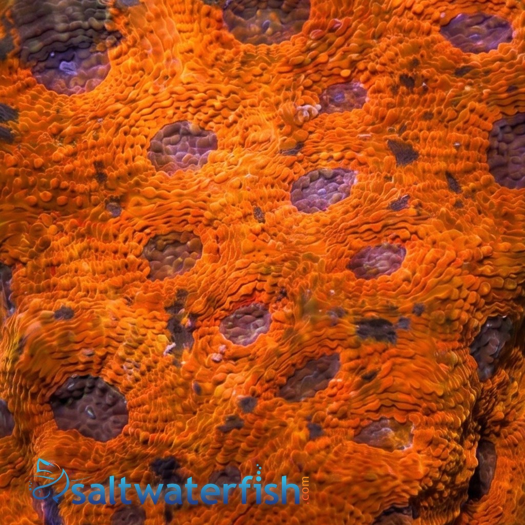 Acan Echinata: Orange - Aquacultured