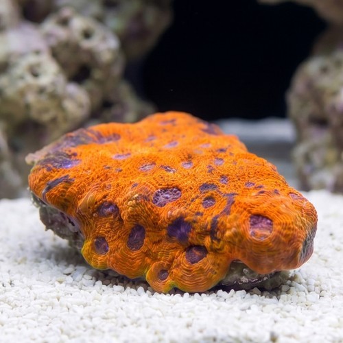 Acan Echinata: Orange - Aquacultured