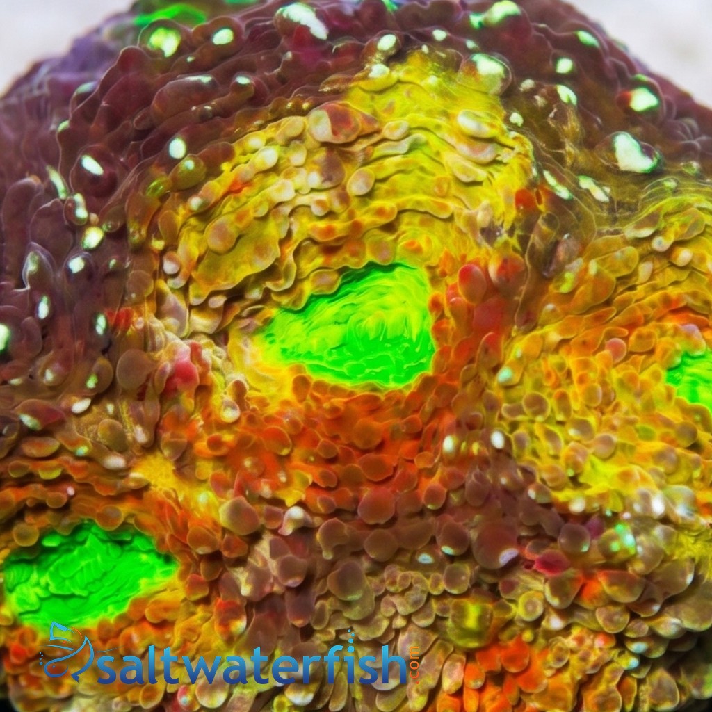 Acan Echinata: Rajun Cajun - Aquacultured