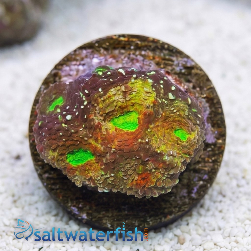 Acan Echinata: Rajun Cajun - Aquacultured