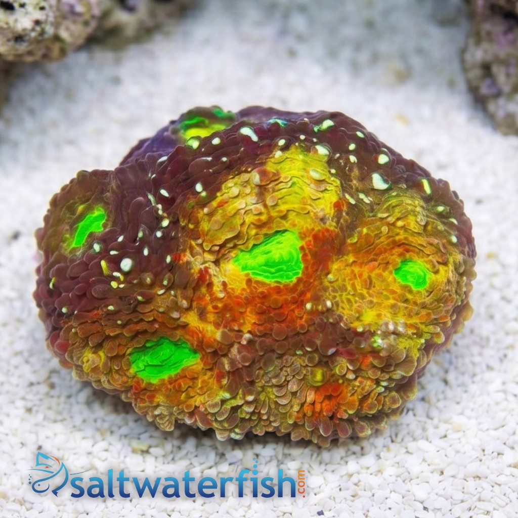 Acan Echinata: Rajun Cajun - Aquacultured
