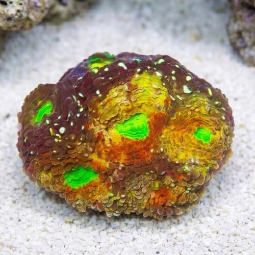 Acan Echinata: Rajun Cajun - Aquacultured