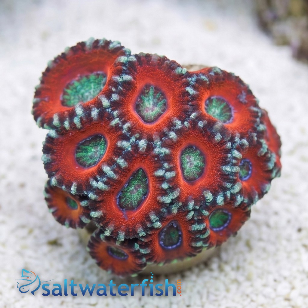 Acan Lord (Micromussa): Ultra Multi-Color - Australia