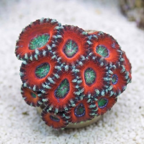 Acan Lord (Micromussa): Ultra Multi-Color - Australia