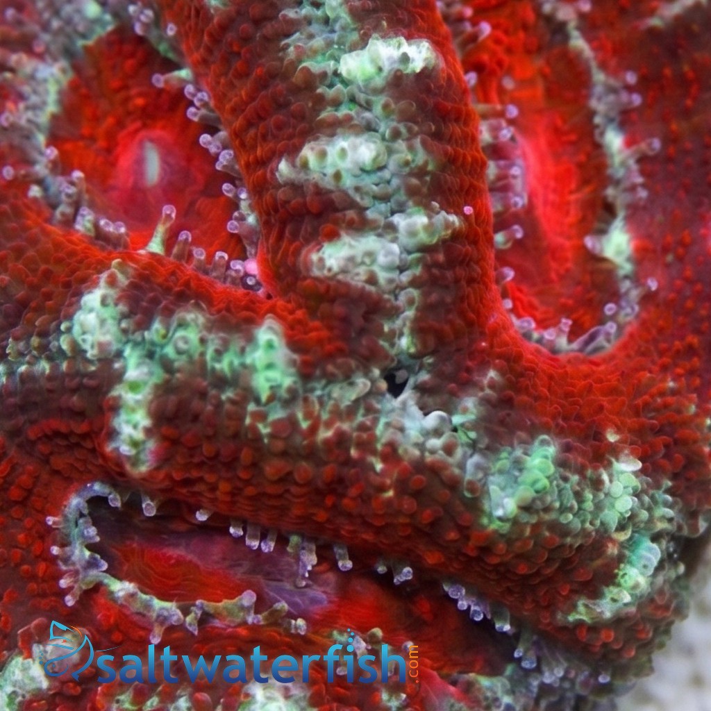 Acan Lord (Micromussa): Bi-Color