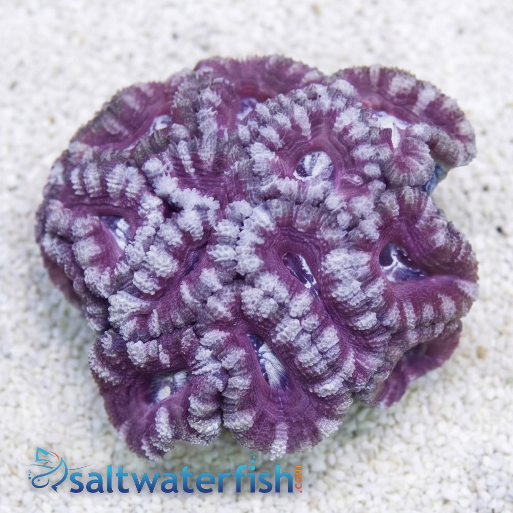 Acan Lord (Micromussa): Bi-Color