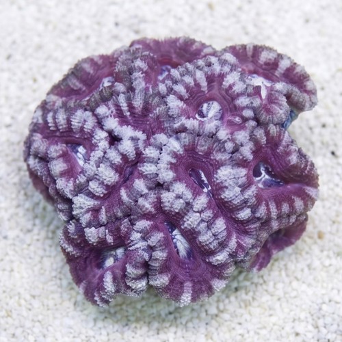 Acan Lord (Micromussa): Bi-Color