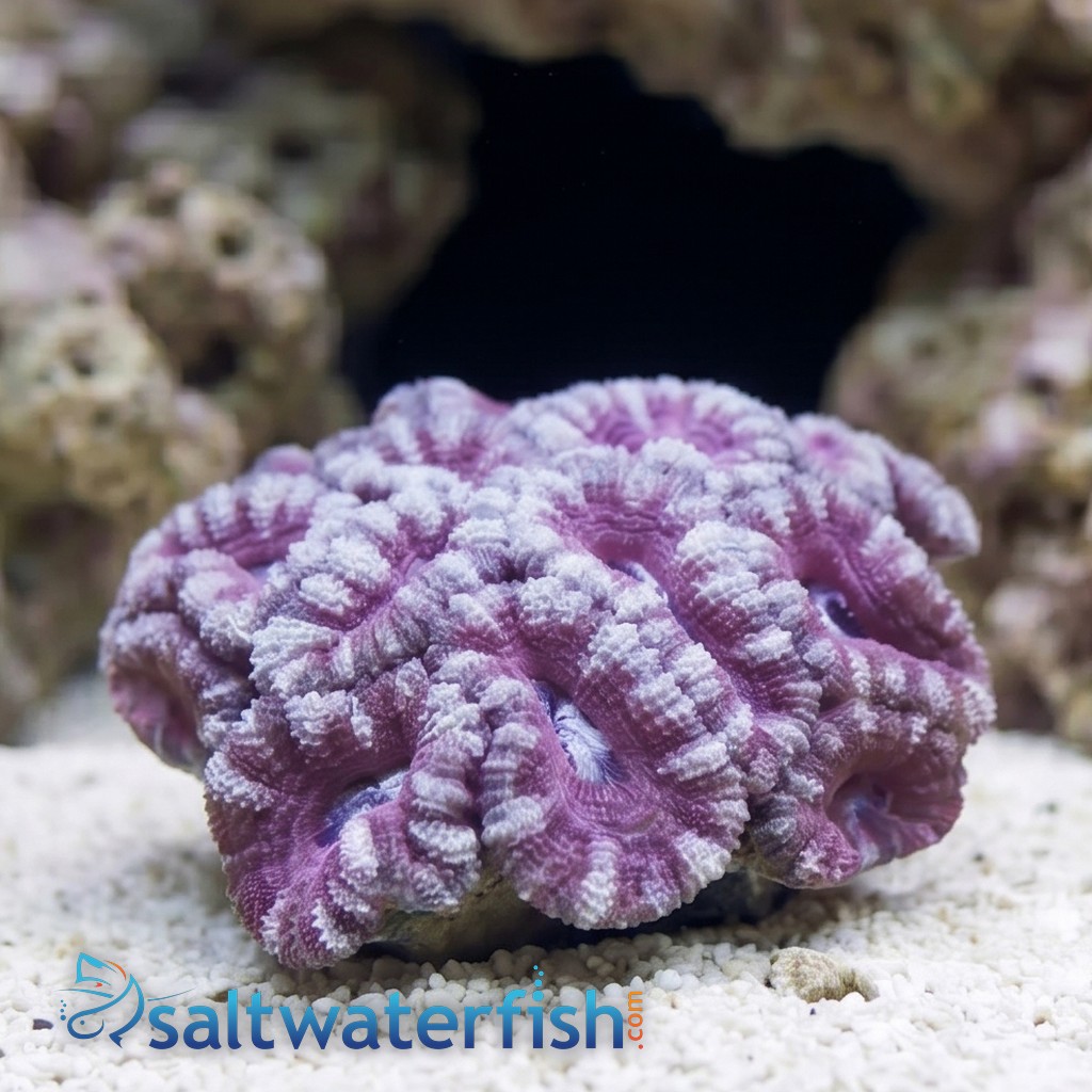 Acan Lord (Micromussa): Bi-Color - Australia