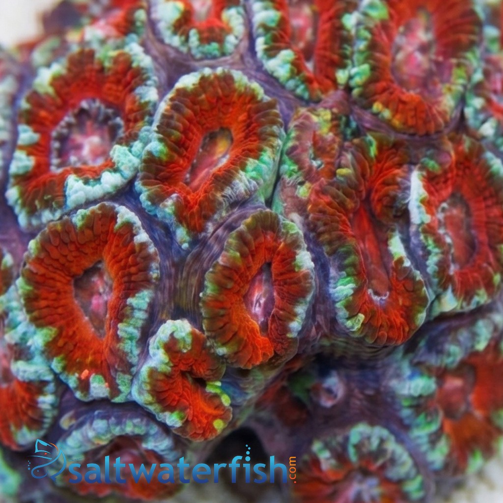 Acan Lord (Micromussa): Bi-Color - Australia