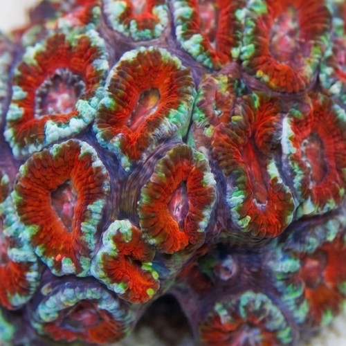 Acan Lord (Micromussa): Bi-Color - Australia