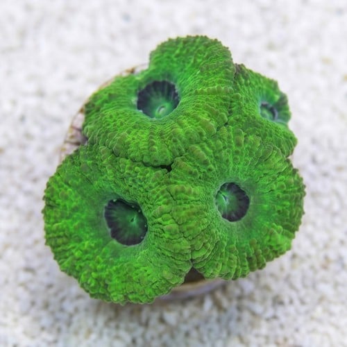 Acan Lord: Single Color - Australia