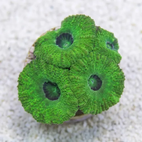 Acan Lord: Single Color - Australia