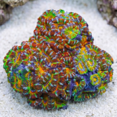 Acan Lord (Micromussa): Rainbow - Australia