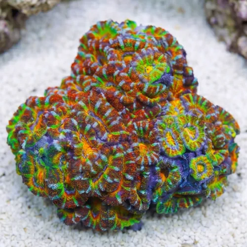Acan Lord (Micromussa): Rainbow - Australia