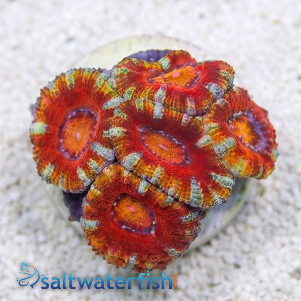 Acan Lord (Micromussa): Rainbow - Australia