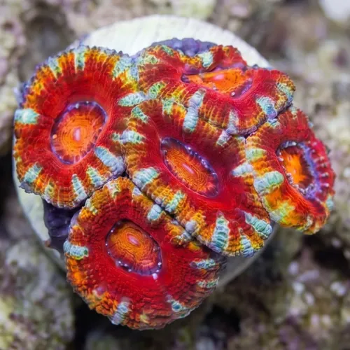 Acan Lord (Micromussa): Rainbow - Australia