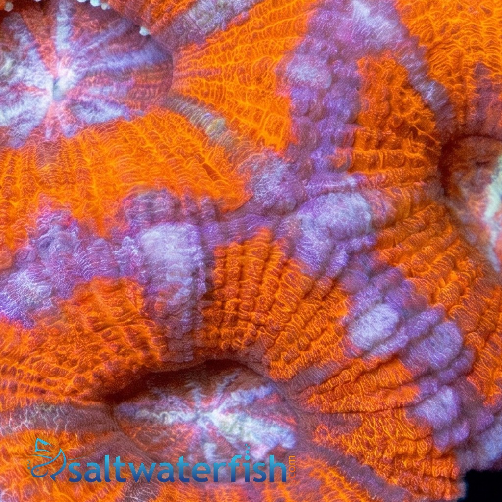 Acan Lord (Micromussa): Bi-Color - Aquacultured