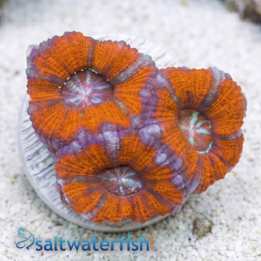 Acan Lord (Micromussa): Bi-Color - Aquacultured