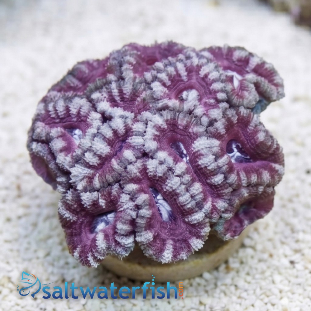 Acan Lord (Micromussa): Bi-Color - Aquacultured