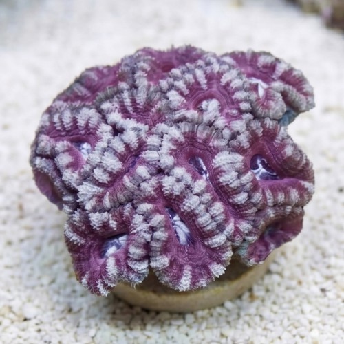 Acan Lord (Micromussa): Bi-Color - Aquacultured