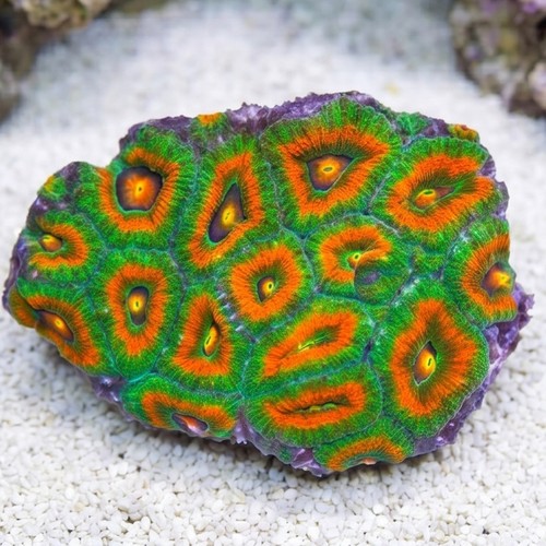 Acanthastrea Volcano: Ultra - Australia