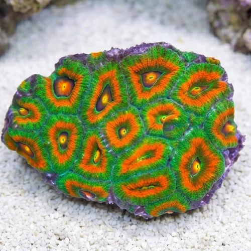Acanthastrea Volcano: Ultra - Australia