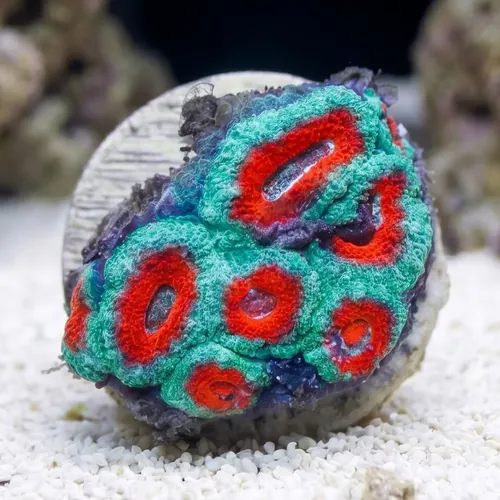 Acan Lord (Micromussa): Bi-Color - Australia