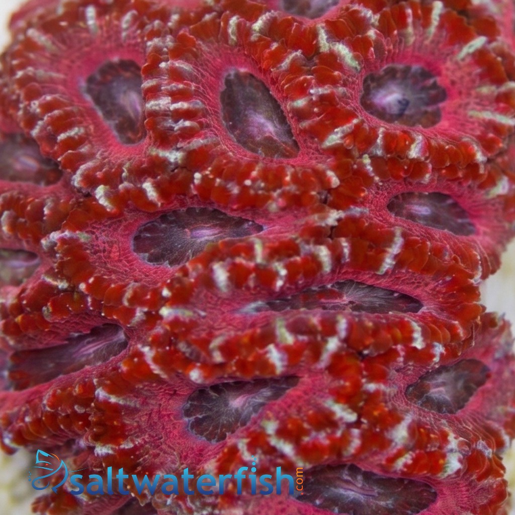 Acan Lord (Micromussa): MultiColor