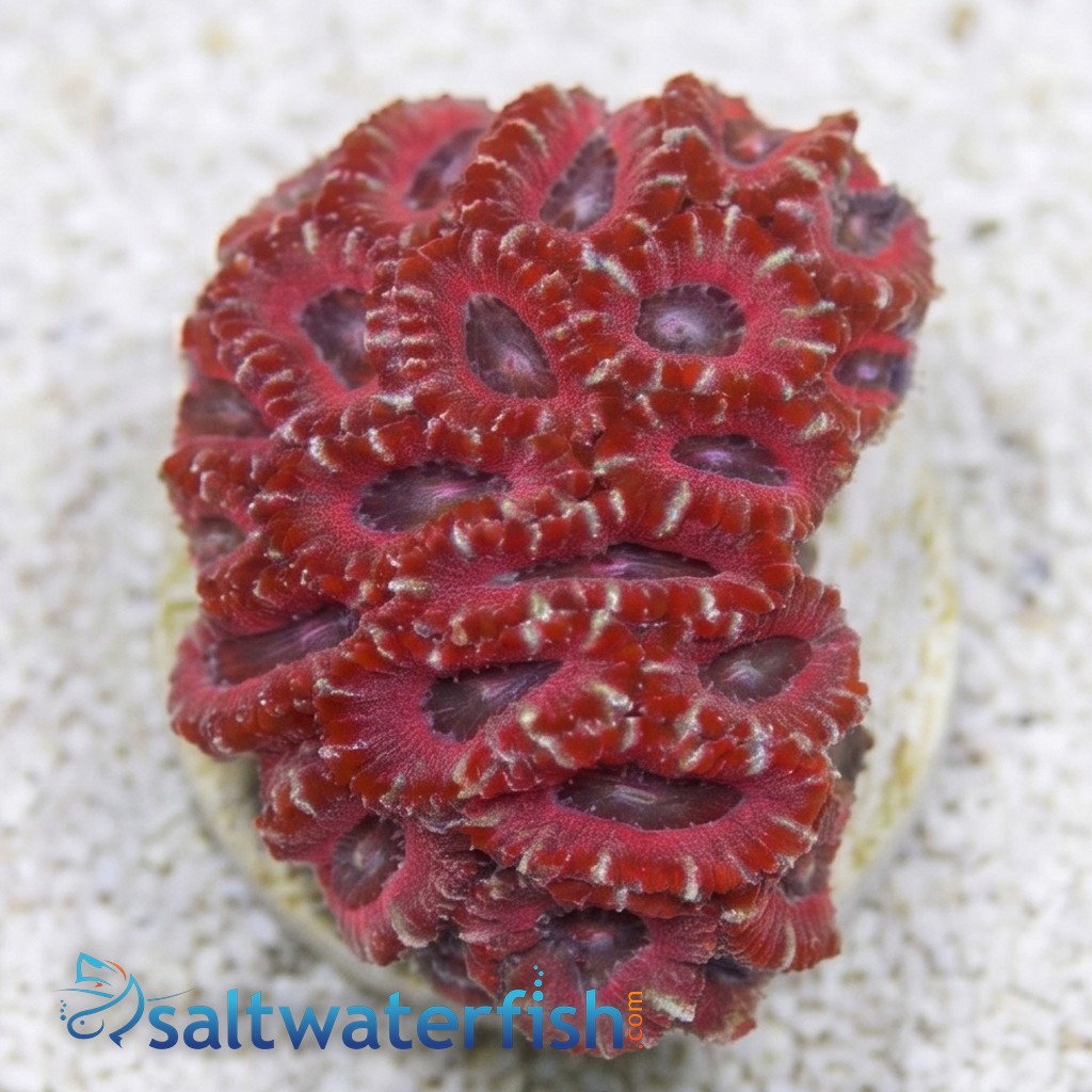 Acan Lord (Micromussa): MultiColor