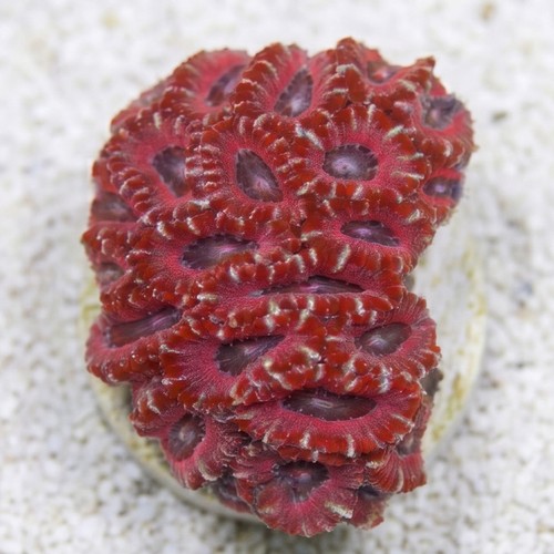 Acan Lord (Micromussa): MultiColor