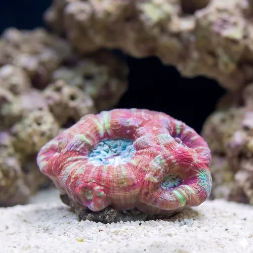 Acanthastrea Red