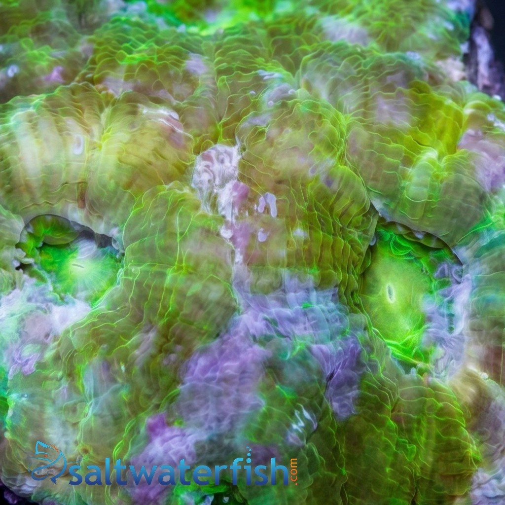 Acanthastrea Green - South Pacific