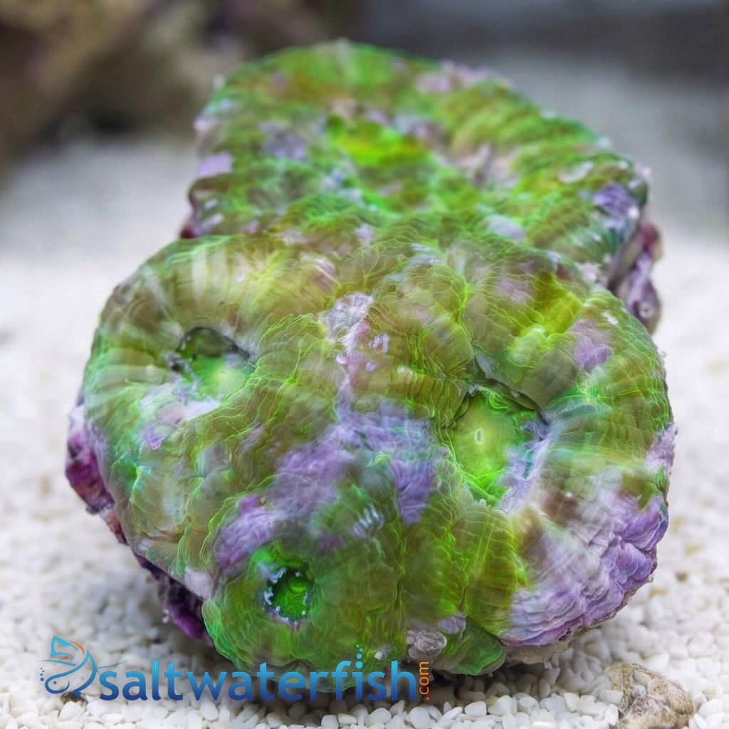 Acanthastrea Green - South Pacific