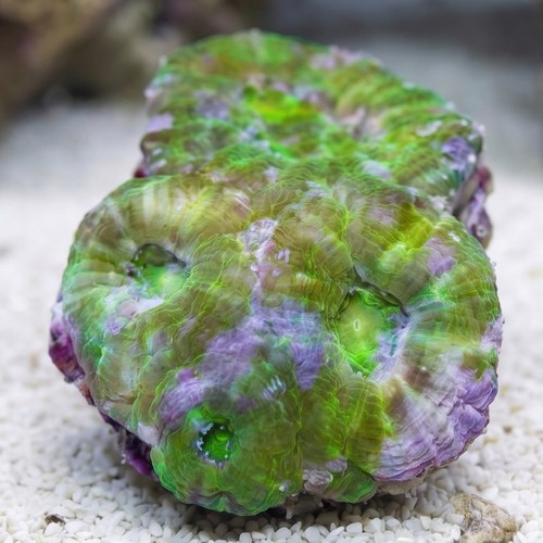 Acanthastrea Green - South Pacific