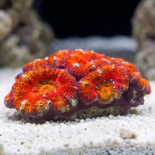 Acan Lord (Micromussa): Single Color - Australia