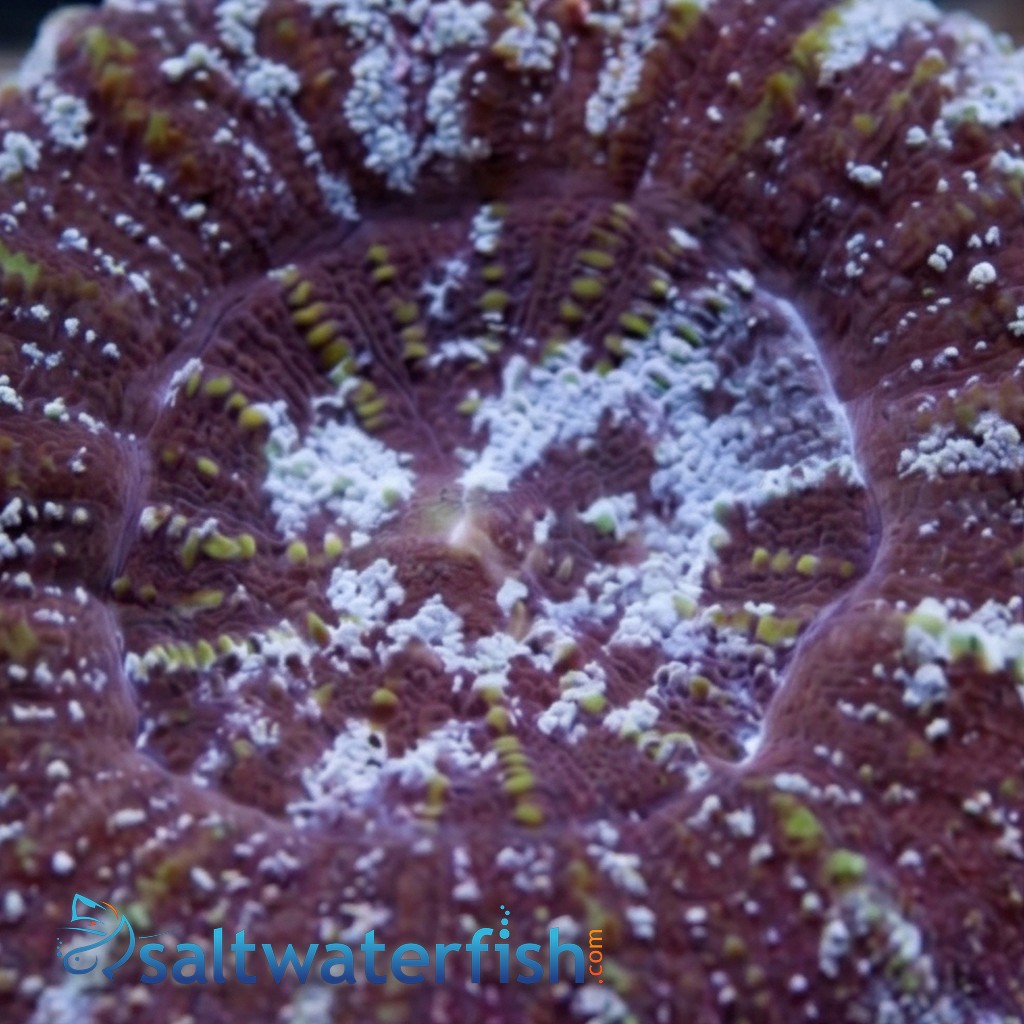 Acanthastrea Maxima  