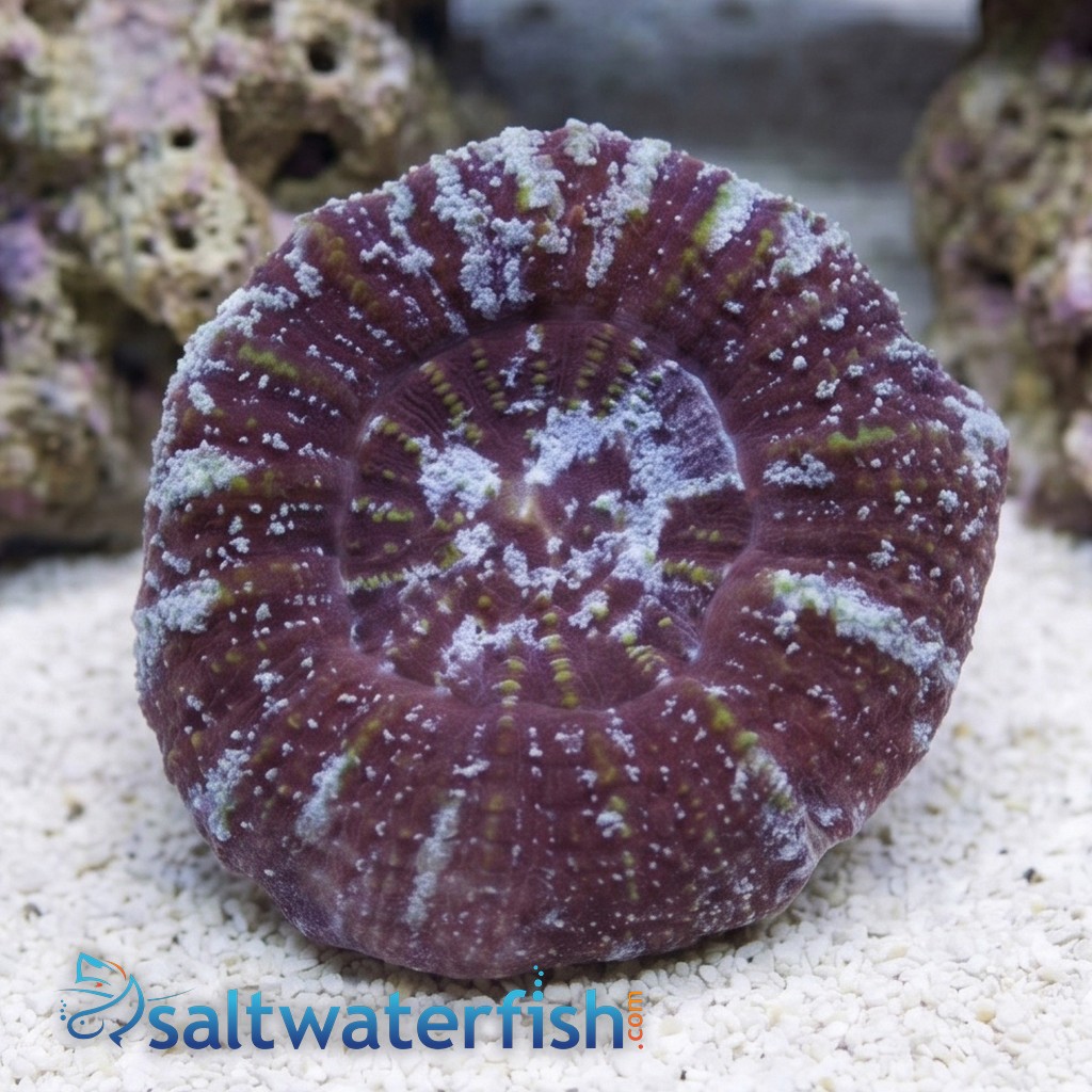 Acanthastrea Maxima  