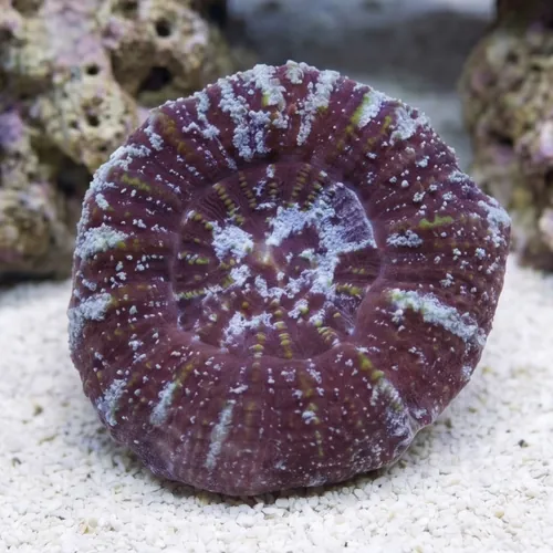 Acanthastrea Maxima